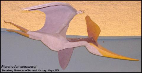 pteranodon not a dinosaur