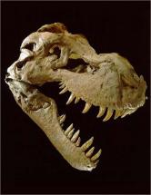 T. rex Sue - Skull with Teeth