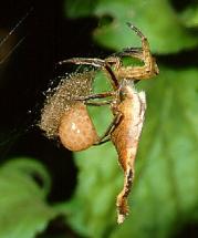 Spider - Laying Her Eggs