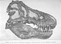 Tyrannosaurus Skull