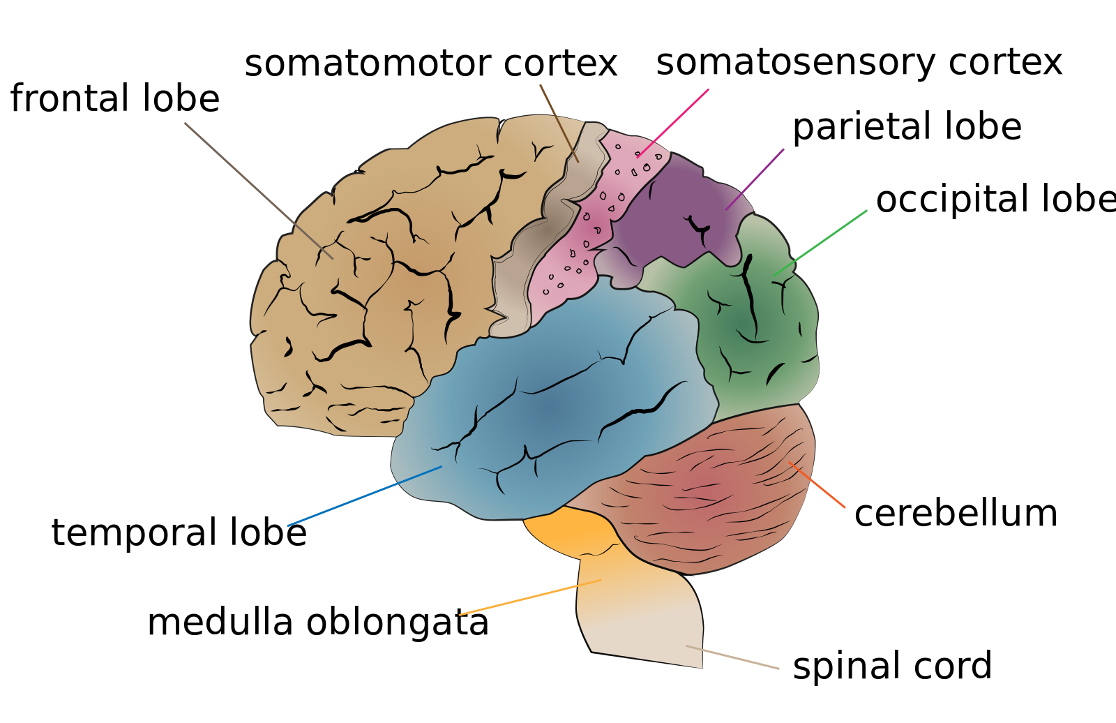 Get The Brain And Its Functions Diagram PNG