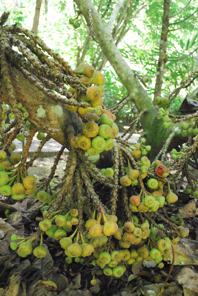 Fig Tree