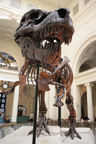 T. rex Sue - Skeleton on Display