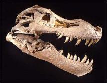T. rex Sue - Skull