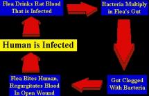 Plague Cycle Illustrated