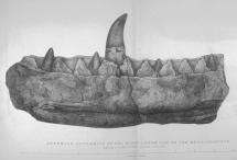 Megalosaurus - Fossilized Jaw 