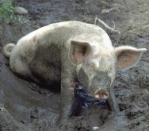 A Pig Enjoying A Manure Pile