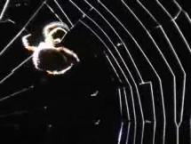 Spider Spinning a Prey-Catching Web