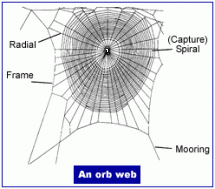 Parts of an Orb Web
