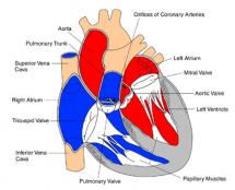 Heart Muscle - Interior View