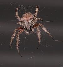 Araneus Cavaticus - A Spider Like Charlotte