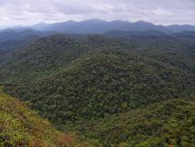 Atlantic Forest in Brazil