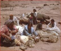 Navajo People Shearing Sheep