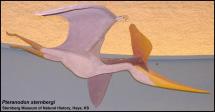 Pteranodon - Reconstructed Image