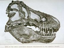 T. rex - Fossilized Head