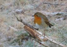 Robin in Winter - Lake District Fells
