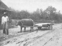 Water Buffalo Cart - Cabanatuan Raid