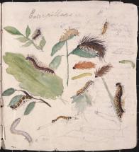 Beatrix Potter - Youthful Drawing of Caterpillars