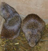 Templeton (Barn Rat)- Wilbur's Friend
