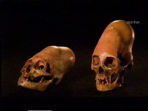 Nasca Civilation - Elongated Skulls