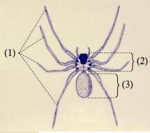 Spider's Eight Legs