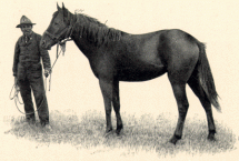 Texas - Theodore Roosevelt's Horse
