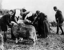 Beatrix Potter Heelis - Judging Sheep