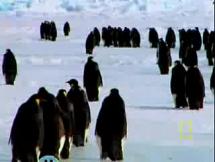  Emperor Penguins - Parents and Babies in Antarctica