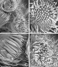 Glands and Spinnerets of New Zealand Megadictynathilenii