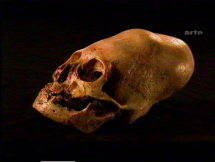 Nasca Civilization - Deformed, Elongated Skull