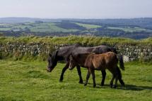 Horses in the Dartmoor Countryside