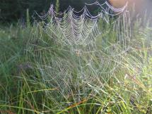 Spider's Masterpiece Coated with Dew