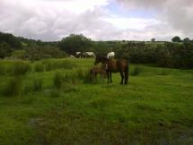 War Horse - Dartmoor Foal