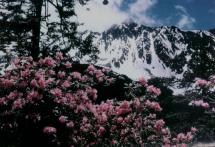 Flowers Near the Great Wall