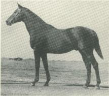 Hard Tack - Sire of Seabiscuit