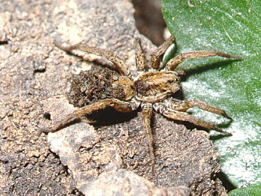 Spiderlings Enjoying the Ride