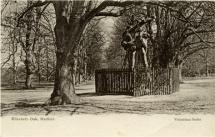 Elizabeth's Oak Tree 