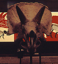 Triceratops - Horns of a Vegetarian Dinosaur