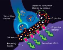 Impact of Cocaine on the Human Brain