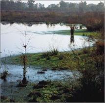 Sphagnum Moss - Beginnings of a Peat Bog
