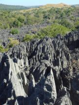 Madagascar - Stone Forest