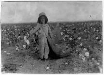 Five-Year Old Picking Cotton