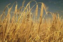 Barley Fields