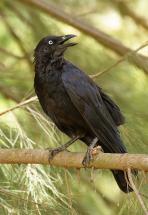 Raven - Focus of Poe's Famous Poem
