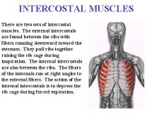 Intercostal Muscles