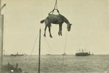 War Horse - Boer War Offloading Horse