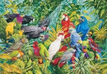 Colorful Birds of a Rainforest