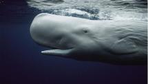Quick Facts about Sperm Whales