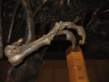 T.rex - Arm