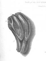Iguana Tooth